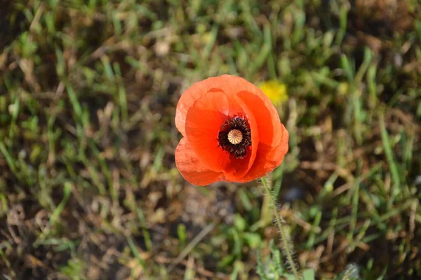 Yazın bahçede açan kırmızı gelincikler