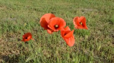 Bitkiler rüzgarda sallanıyor ve bahçe aletleri kırsalda