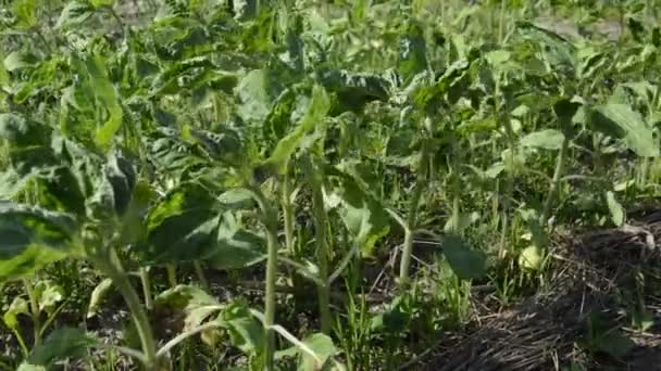 Pflanzen Wiegen Wind Und Gartengeräte Auf Dem Land — Stockvideo