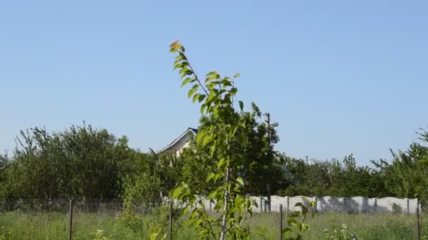 Pflanzen Wiegen Wind Und Gartengeräte Auf Dem Land — Stockvideo