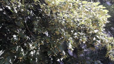 Haziran ayında ıhlamur ağacı çiçek açtı.