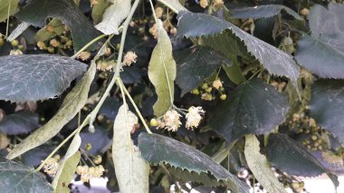 Haziran ayında ıhlamur ağacı çiçek açtı.