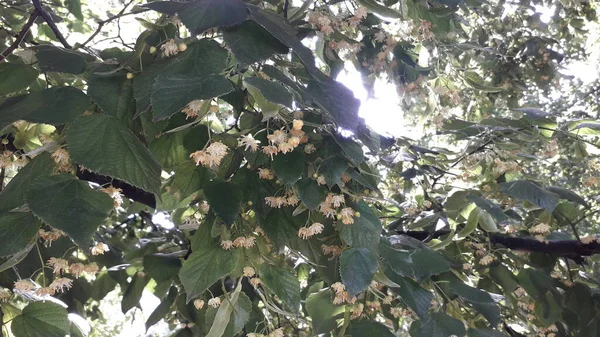 Linden tree bloomed in June summer tree the texture