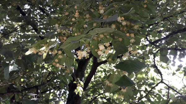 Linden tree bloomed in June summer tree the texture