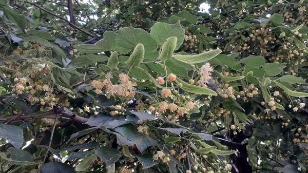 Linden Arbre Fleuri Juin Arbre Été Texture — Photo