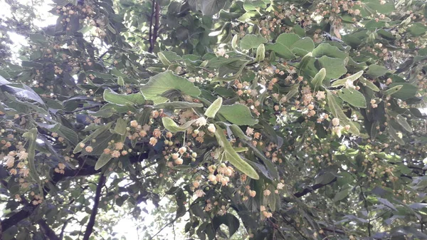 6月に咲くリンデンの木の質感 — ストック写真