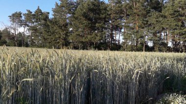 Buğdayların yetiştiği bir tarlada manzara