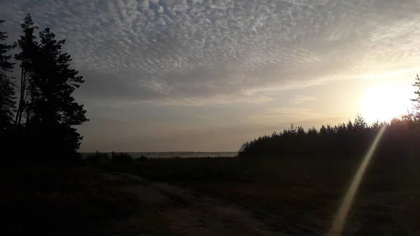 Landschap Een Veld Waar Tarwe Groeit — Stockfoto