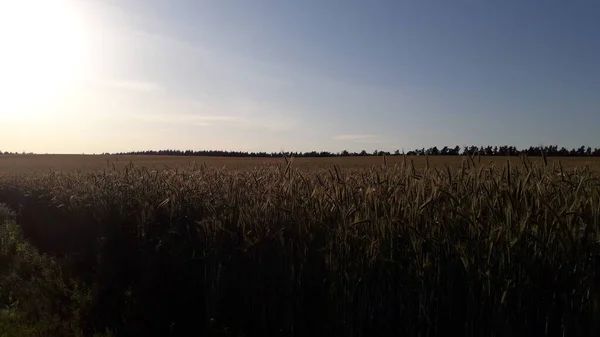 Landschaft Auf Einem Feld Auf Dem Weizen Wächst — Stockfoto