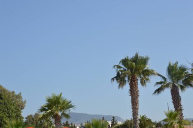 Ege kıyısındaki tropik bitkiler