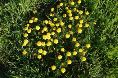 Çiçekler yeşil arka planda çiçek tarlaları bahçede