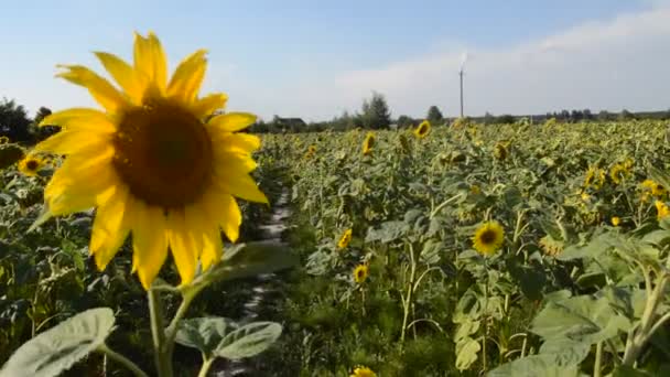 Tournesols dans le champ et potager balancent dans le vent