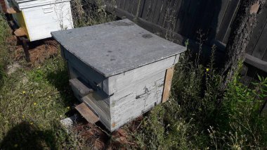 Arı kovanları arılara yerleştirildi