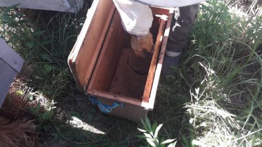 Arı kovanından bal peteği taşıyorum