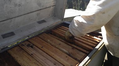 Arı kovanlı bal peteği.