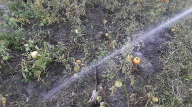 Akşam bahçeyi sulayan hortum.