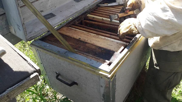 Wabe Mit Bienenhonig Bienenstock — Stockfoto