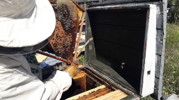 Медовые Соты Пчелиным Мёдом Улей — стоковое фото