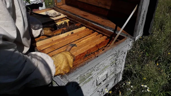 Κυψέλη Μέλι Μέλισσας Κυψέλη — Φωτογραφία Αρχείου