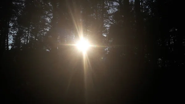Apus Soare Pin Pădure — Fotografie, imagine de stoc