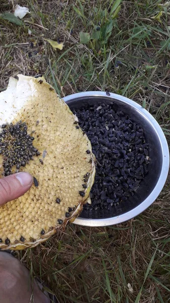 Girasol Maduro Creciendo Campo —  Fotos de Stock