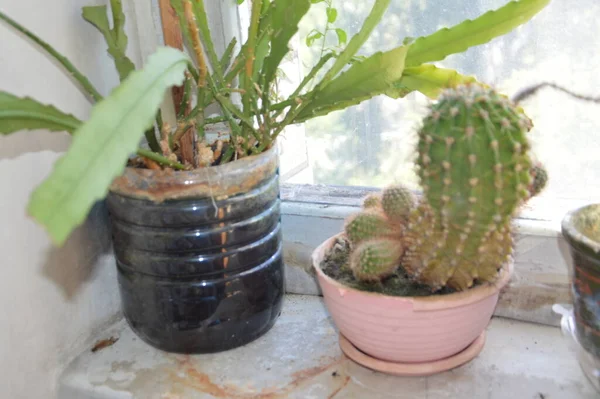 Különböző Kaktuszok Állnak Ablakpárkányon — Stock Fotó