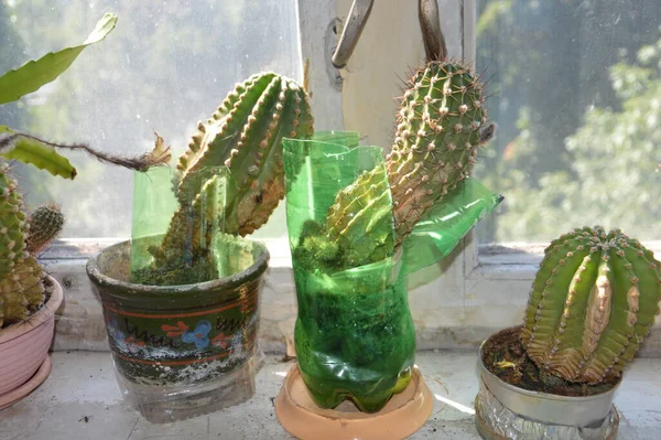 Különböző Kaktuszok Állnak Ablakpárkányon — Stock Fotó