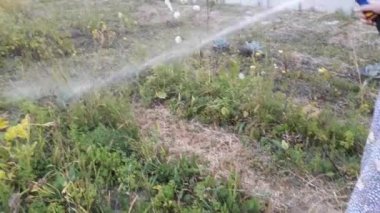 Akşamları bahçeyi sularken.