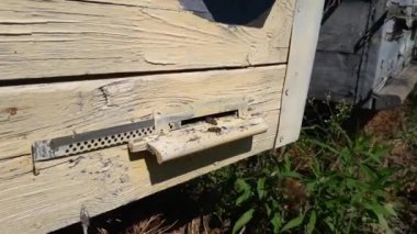 Arı kovanları arılara yerleştirildi