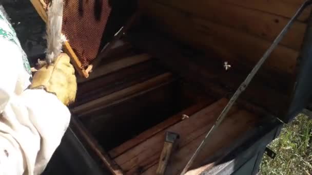 Χτένα Μέλι Μέλισσας Στην Κυψέλη — Αρχείο Βίντεο