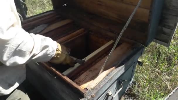Kovanında Bal Olan Bal Peteği — Stok video