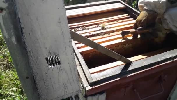 Hřeben Včelím Medem Úlu — Stock video