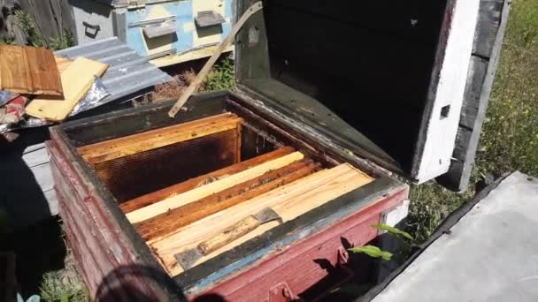 Honeycomb Bee Honey Hive — Stock Video