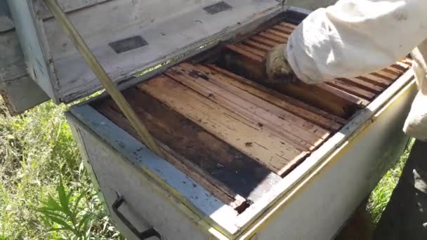 Honeycomb Dengan Madu Lebah Sarang — Stok Video