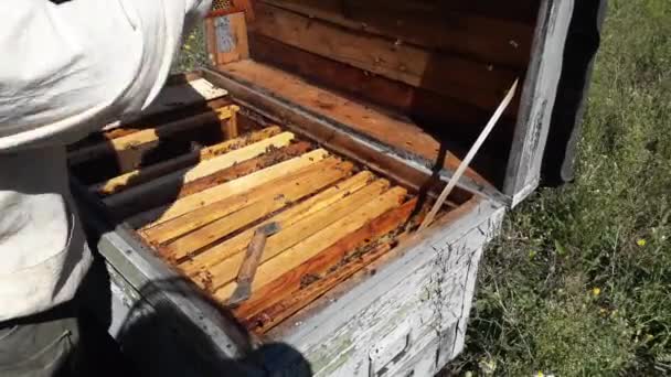 Méhsejt Mézzel Kaptárban — Stock videók