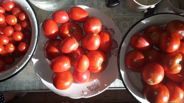 Verschiedene Tomatensorten Die Auf Dem Land Gesammelt Werden Liegen Becken — Stockfoto