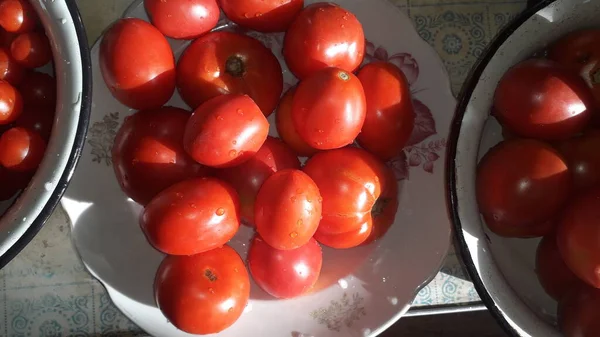 Verschiedene Tomatensorten Die Auf Dem Land Gesammelt Werden Liegen Becken — Stockfoto