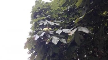 Sonbahar kestaneleri ağaçlardan sarkıyor ve yere düşmeye hazır.