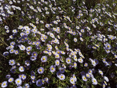 Topraktaki sonbahar çiçeklerinin dokusu