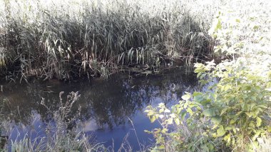 Dar bir nehir, sazlıklar ve ormanın barajları arasında akıyor.