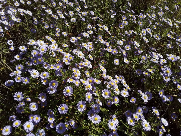 Topraktaki sonbahar çiçeklerinin dokusu