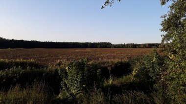 Şehrin dışındaki ağaçlar ve çayırlar üzerinde orman manzarası