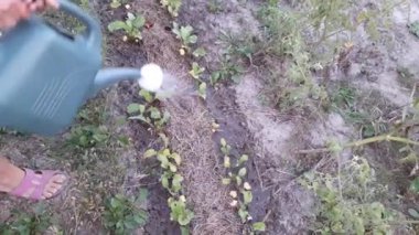 Bahçedeki sebze yataklarını elle sulama kutusuyla sulamak.