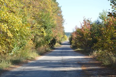 Sonbaharda ormanda yol