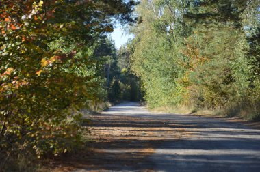 Sonbaharda ormanda yol