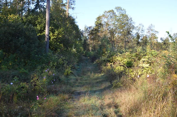 Estrada Floresta Outono — Fotografia de Stock