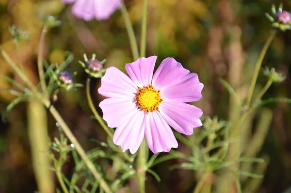 Herbstliche Farben Blühten Garten — Stockfoto