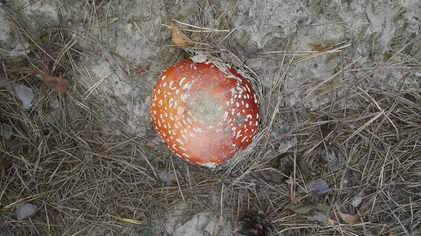 秋天的森林里种着天野蘑菇 — 图库照片