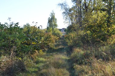 Sonbaharda ormanda yol