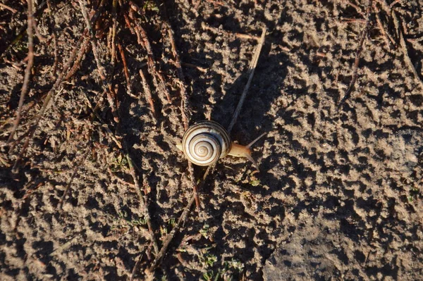 Escargot Terre Rampant Dans Sol — Photo